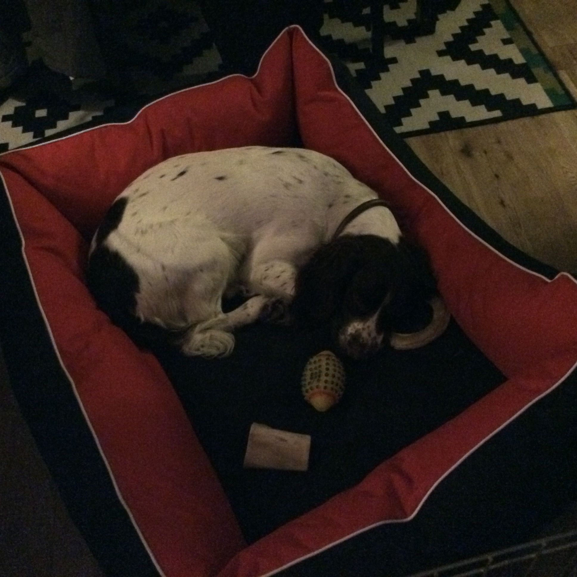 Toby happy in his dog doza lounger